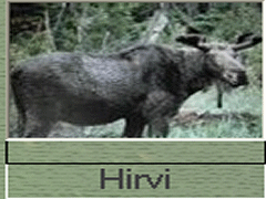 Suuretkin hirvet osaavat sulattautua maastoon.